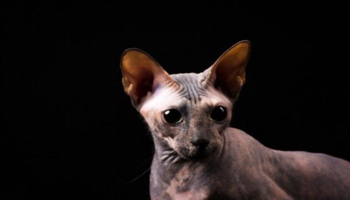 Kucing Donskoy
