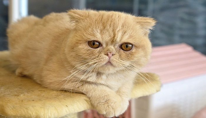 Kucing Exotic Shorthair