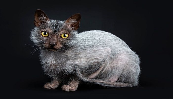 Kucing Lykoi