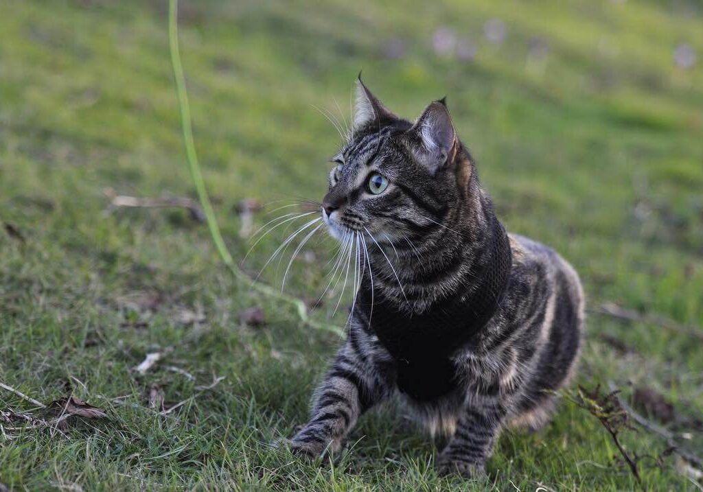 Kucing California Spangled