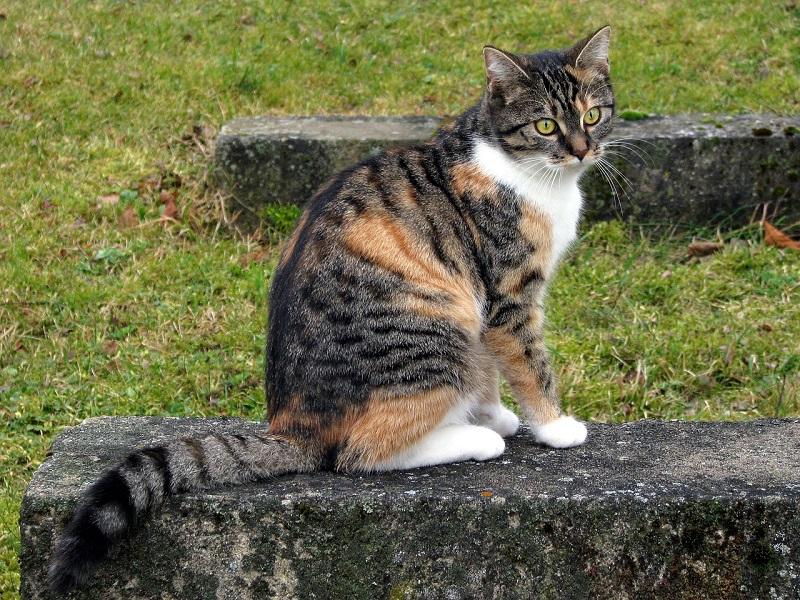 Ciri-ciri Kucing European Shorthair