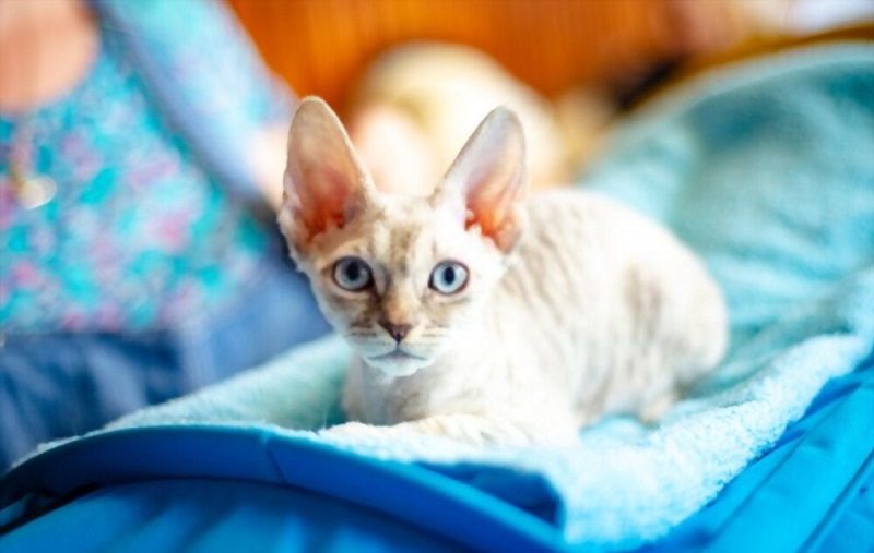 Kucing German Rex