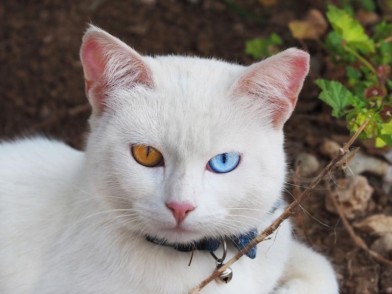 Kucing Khao Manee