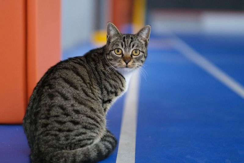 Kucing Dragon Li