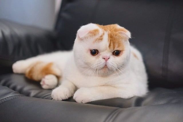 Kucing Foldex