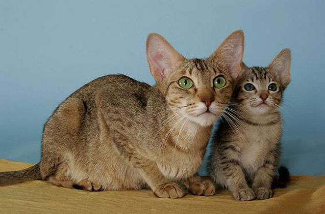 Kucing Kanaani