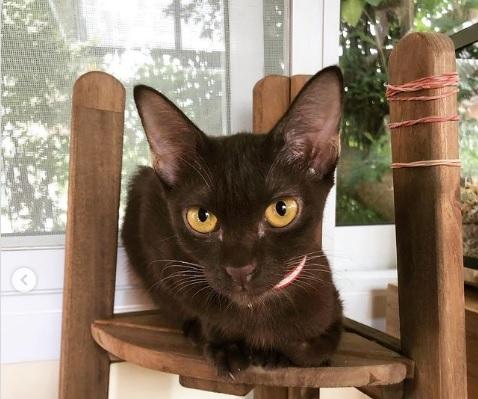 Kucing Suphalak