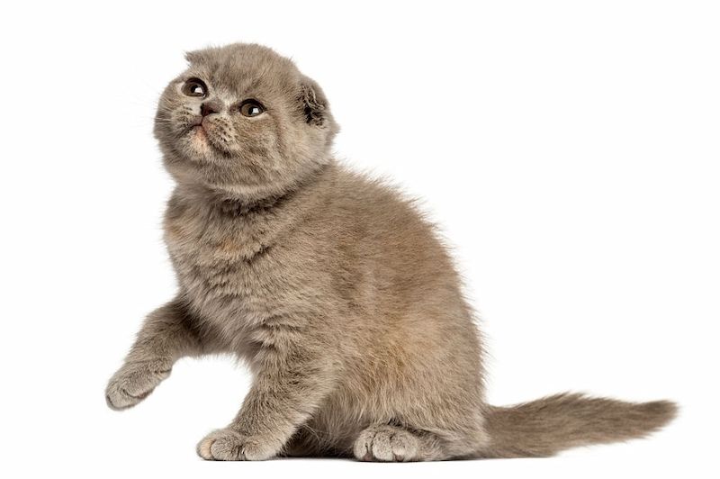 Kucing Foldex