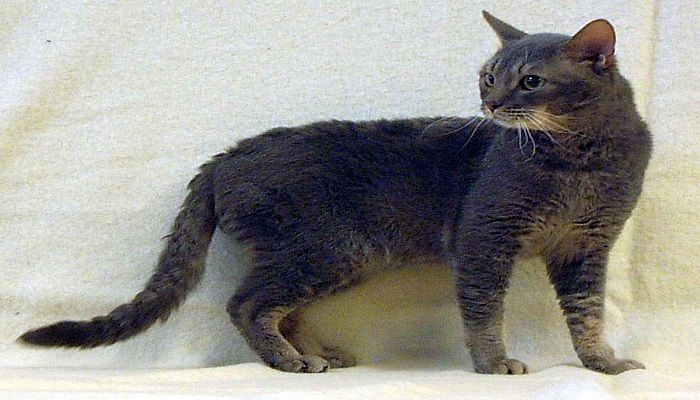 Kucing German Rex: Harga, Karakteristik dan Perawatan » KucingMania