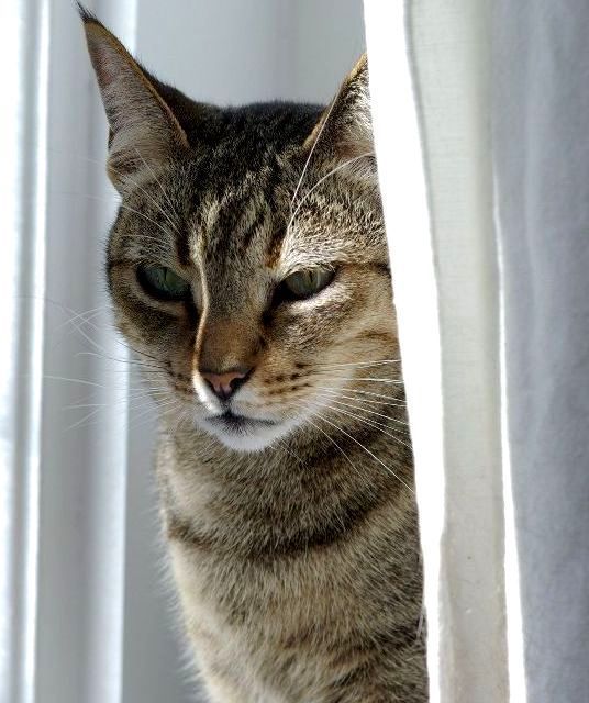 Kucing Kanaani