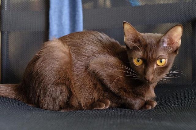 Kucing Suphalak