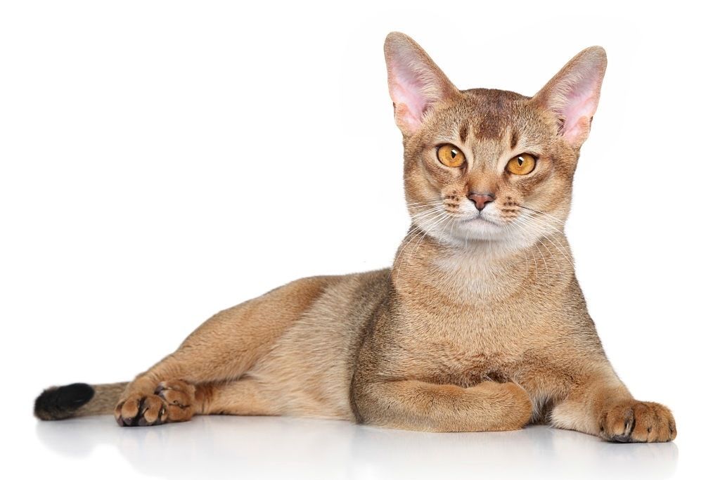 Jenis-jenis Kucing Abyssinian