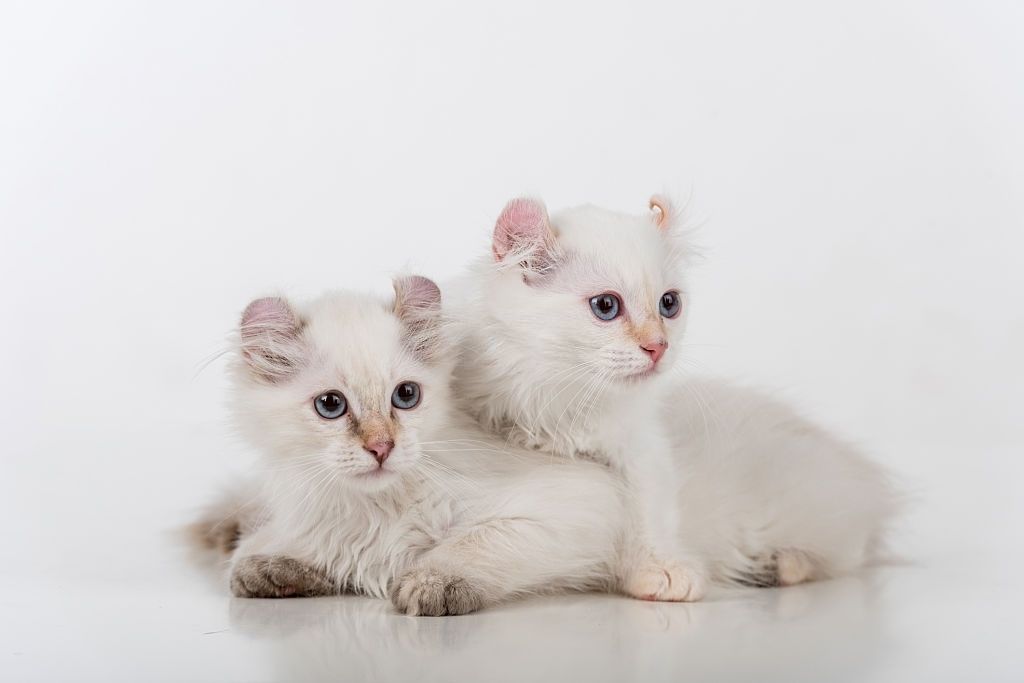 Jenis-jenis Kucing American Curl
