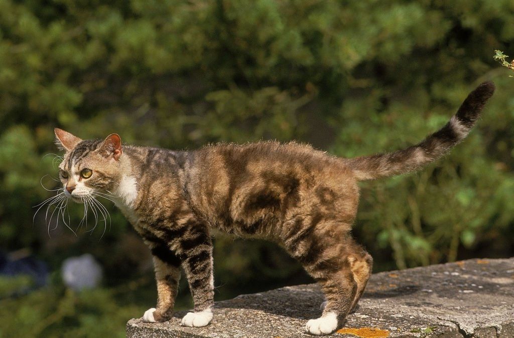 Jenis-jenis Kucing American Wirehair