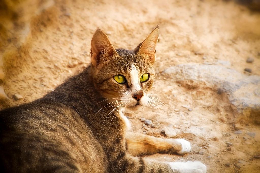 Jenis-jenis Kucing Arabian Mau