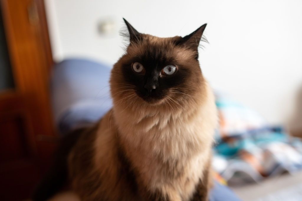 Jenis-jenis Kucing Balinese