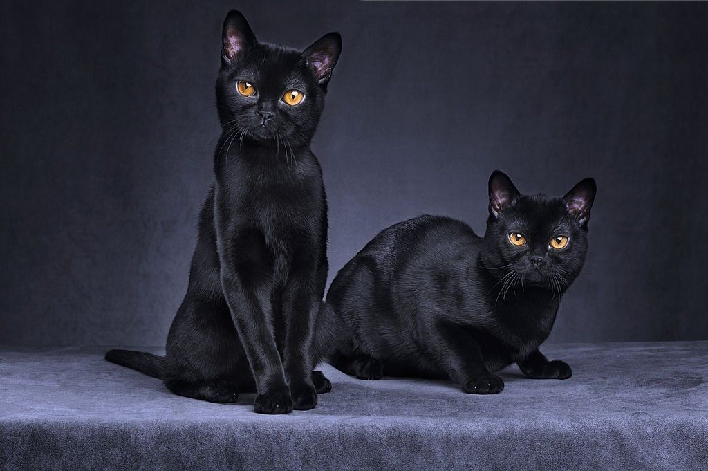 Jenis-jenis Kucing Bombay