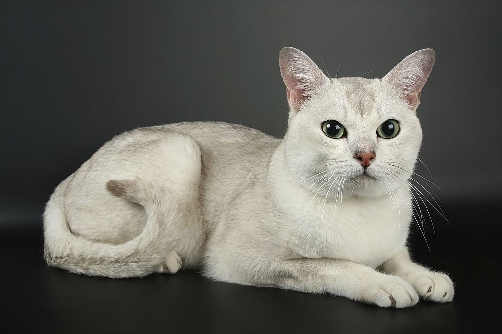 Jenis-jenis Kucing Burmilla
