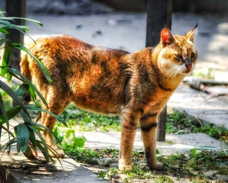 Jenis-jenis Kucing Chausie