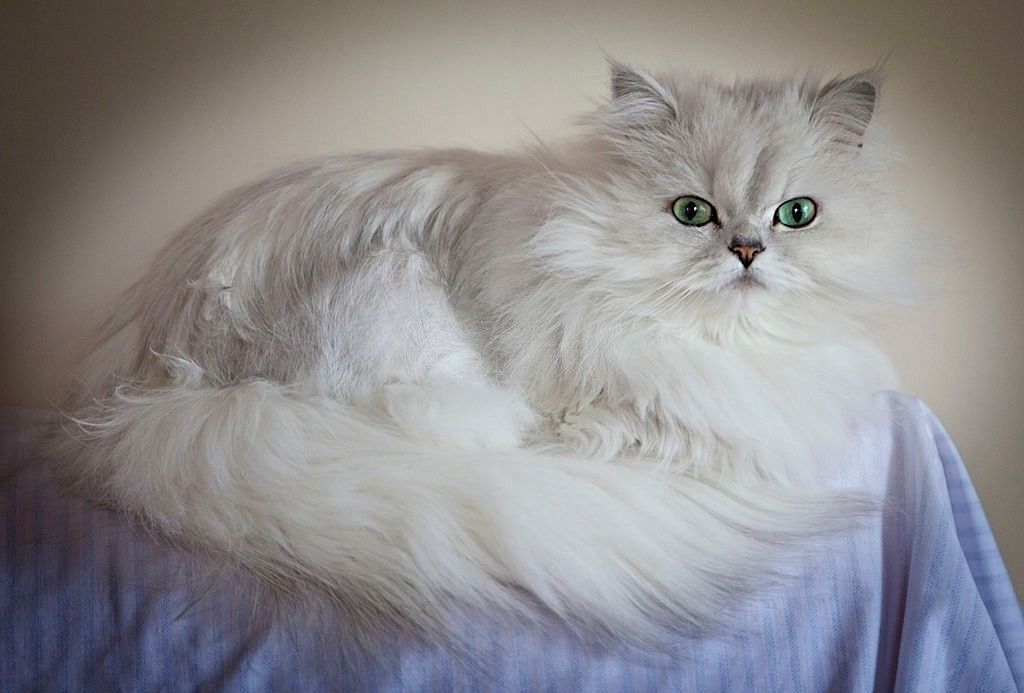 Jenis-jenis Kucing Chinchilla