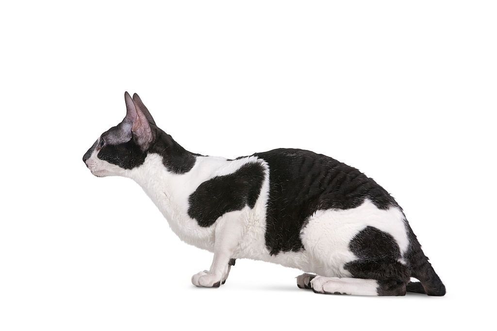 Jenis-jenis Kucing Cornish Rex