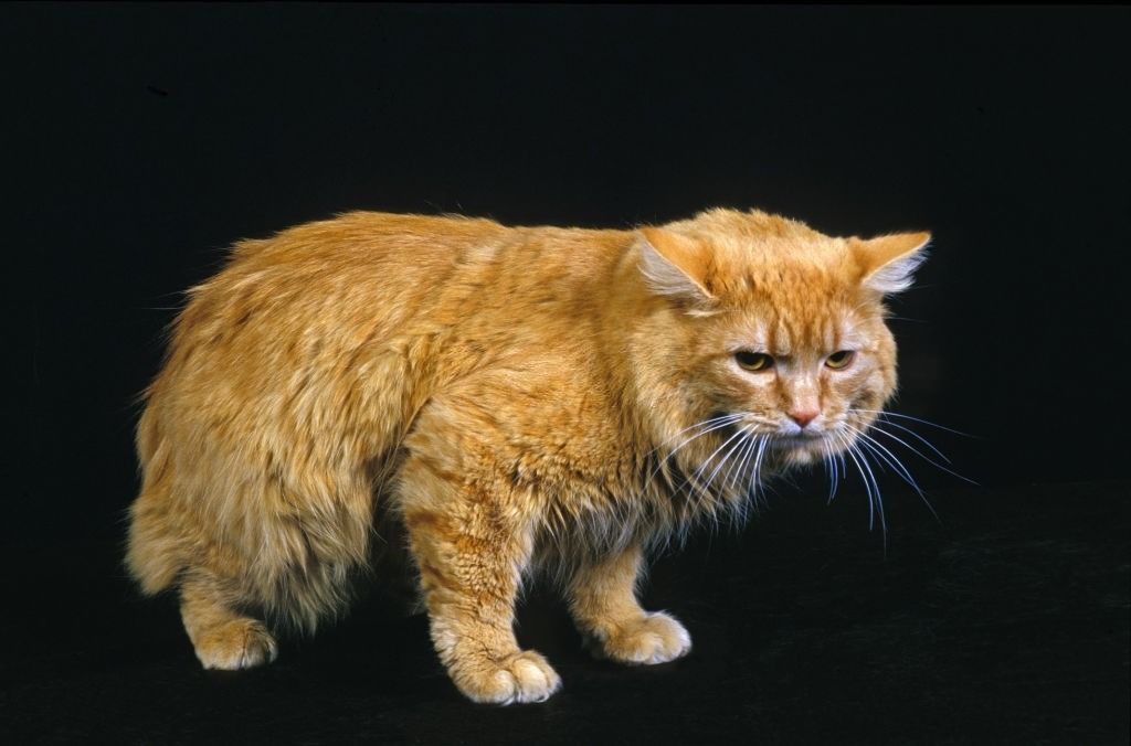 Jenis-jenis Kucing Cymric