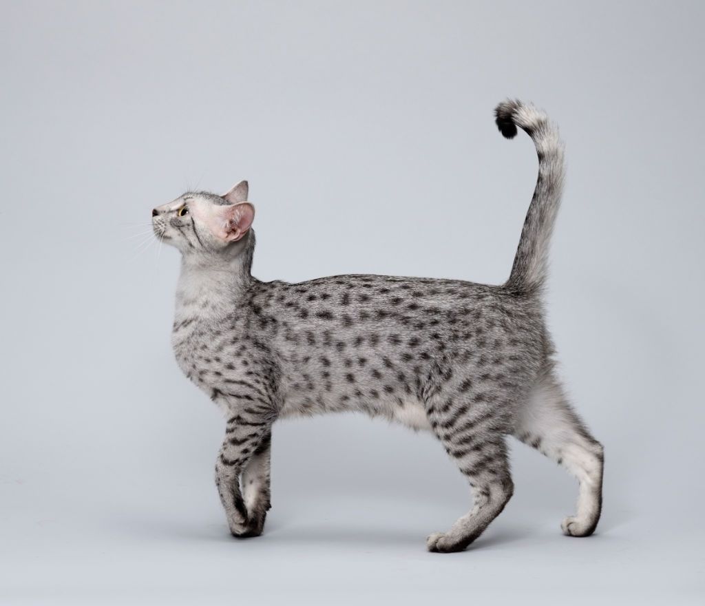 Jenis-jenis Kucing Egyptian Mau