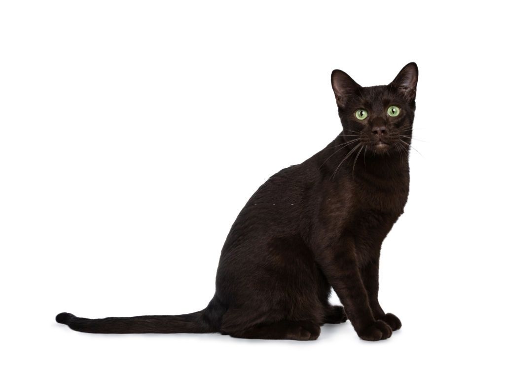 Jenis-jenis Kucing Havana Brown