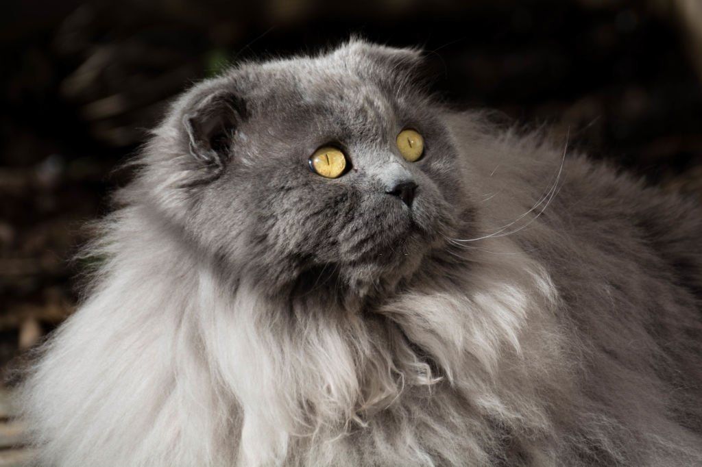 Jenis-jenis Kucing Highlander