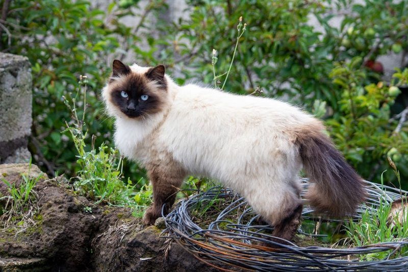 Jenis-jenis Kucing Himalaya