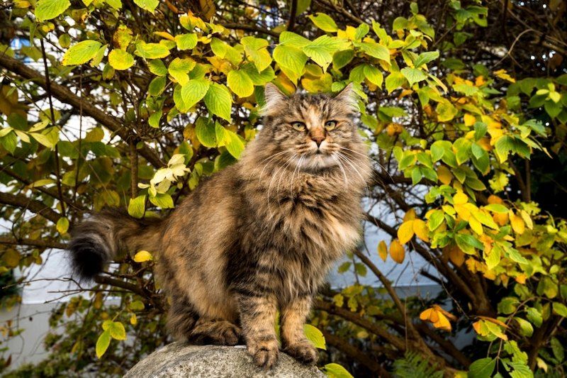 Jenis-jenis Kucing Hutan Norwegia