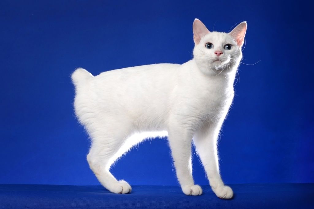 Jenis-jenis Kucing Japanese Bobtail