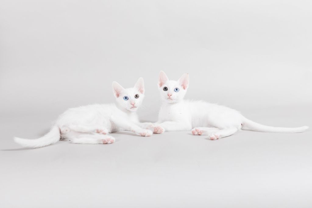 Jenis-jenis Kucing Khao Manee