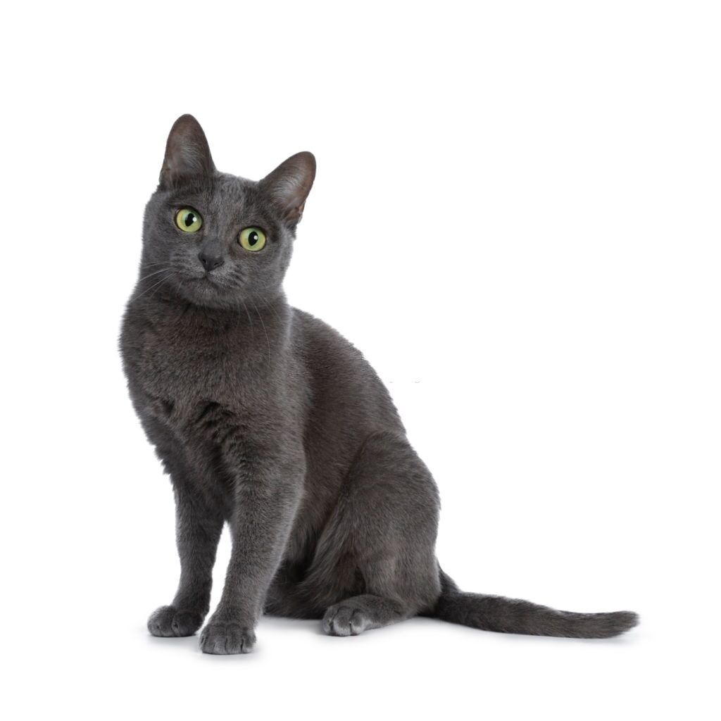 Jenis-jenis Kucing Korat