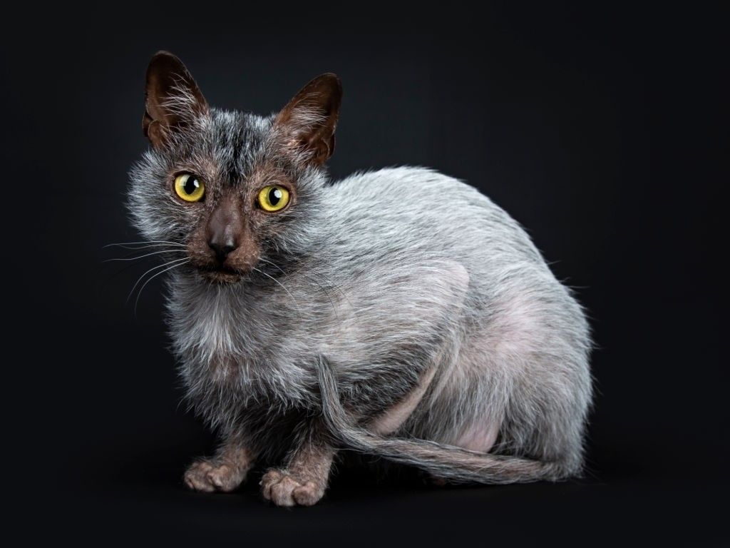 Jenis-jenis Kucing Lykoi
