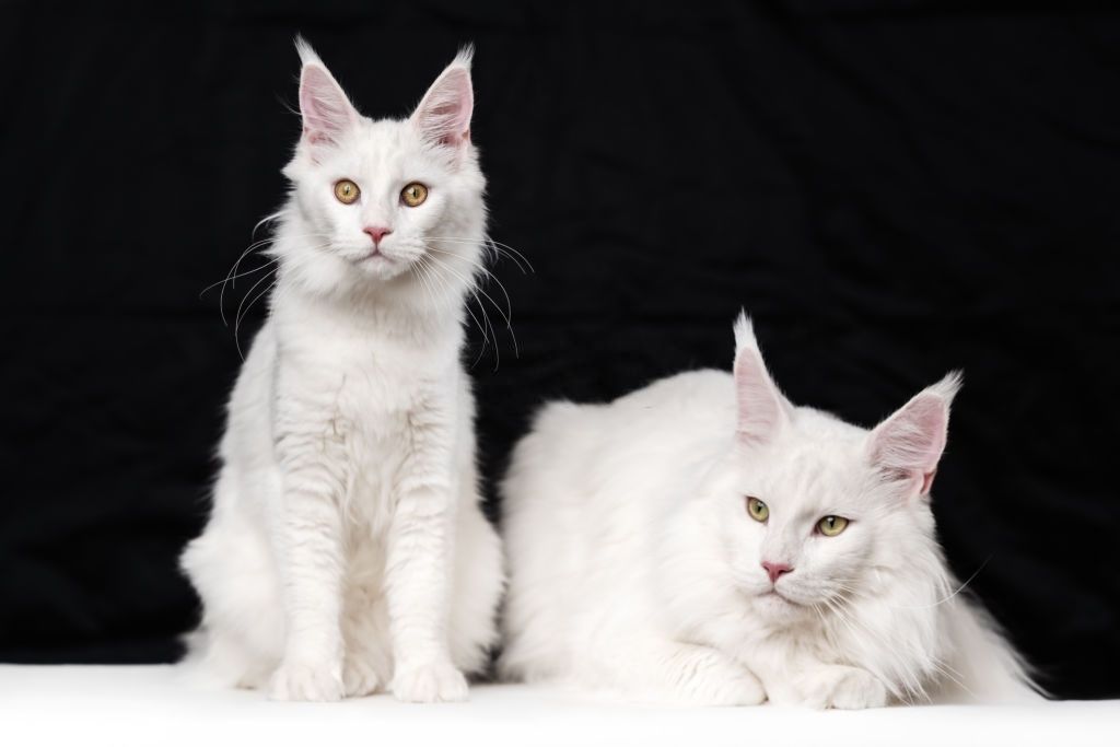 Jenis-jenis Kucing Maine Coon