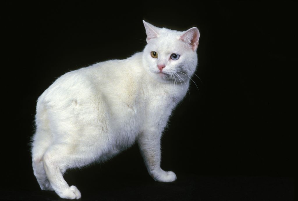Jenis-jenis Kucing Manx