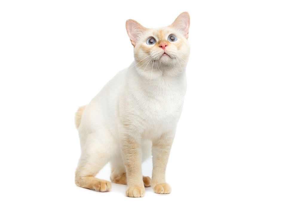 Jenis-jenis Kucing Mekong Bobtail