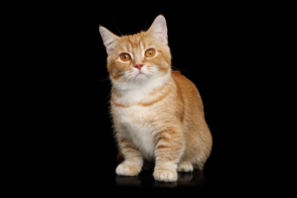 Jenis-jenis Kucing Munchkin