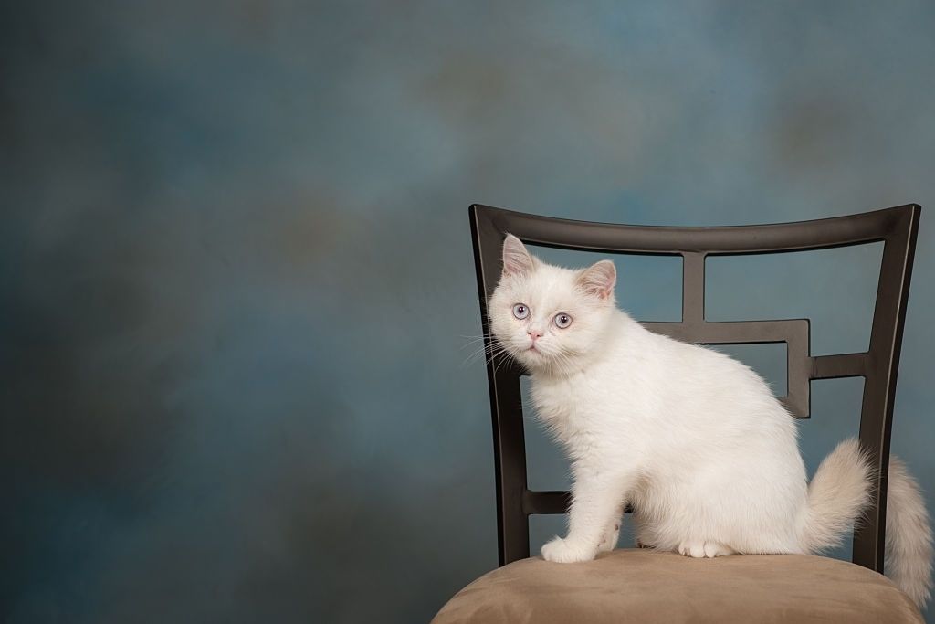 Jenis-jenis Kucing Napoleon