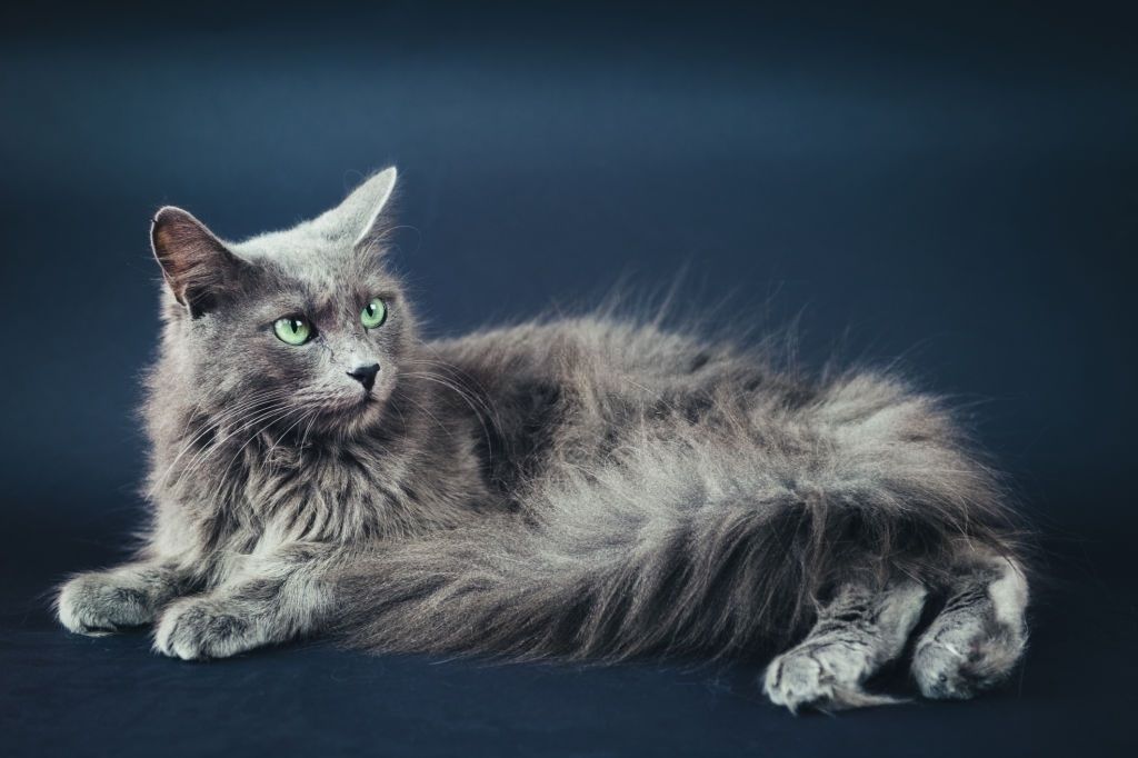 Jenis-jenis Kucing Nebelung