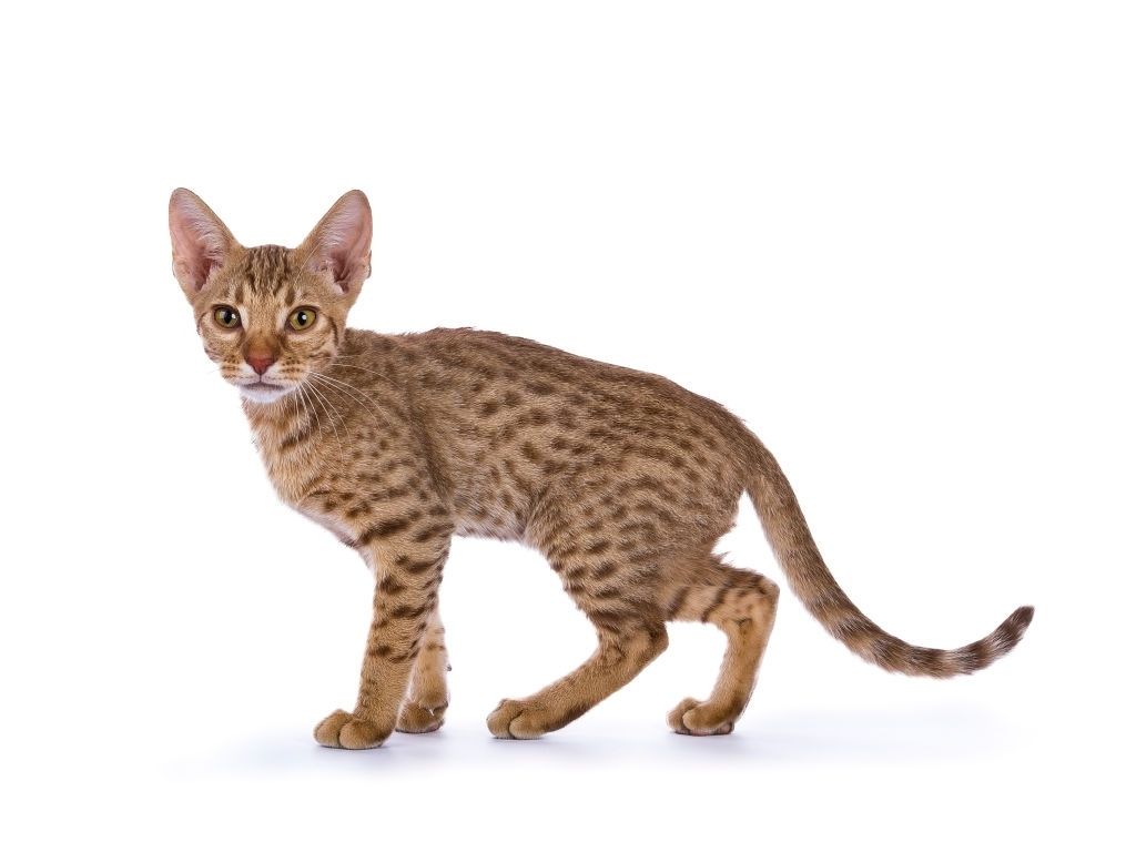 Jenis-jenis Kucing Ocicat