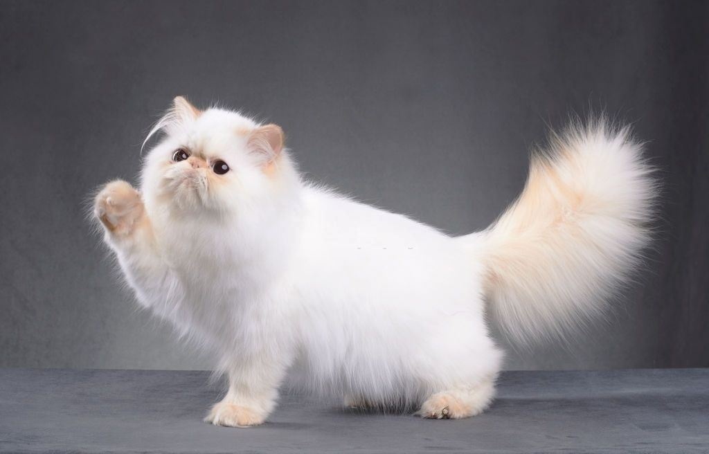 Jenis-jenis Kucing Persia