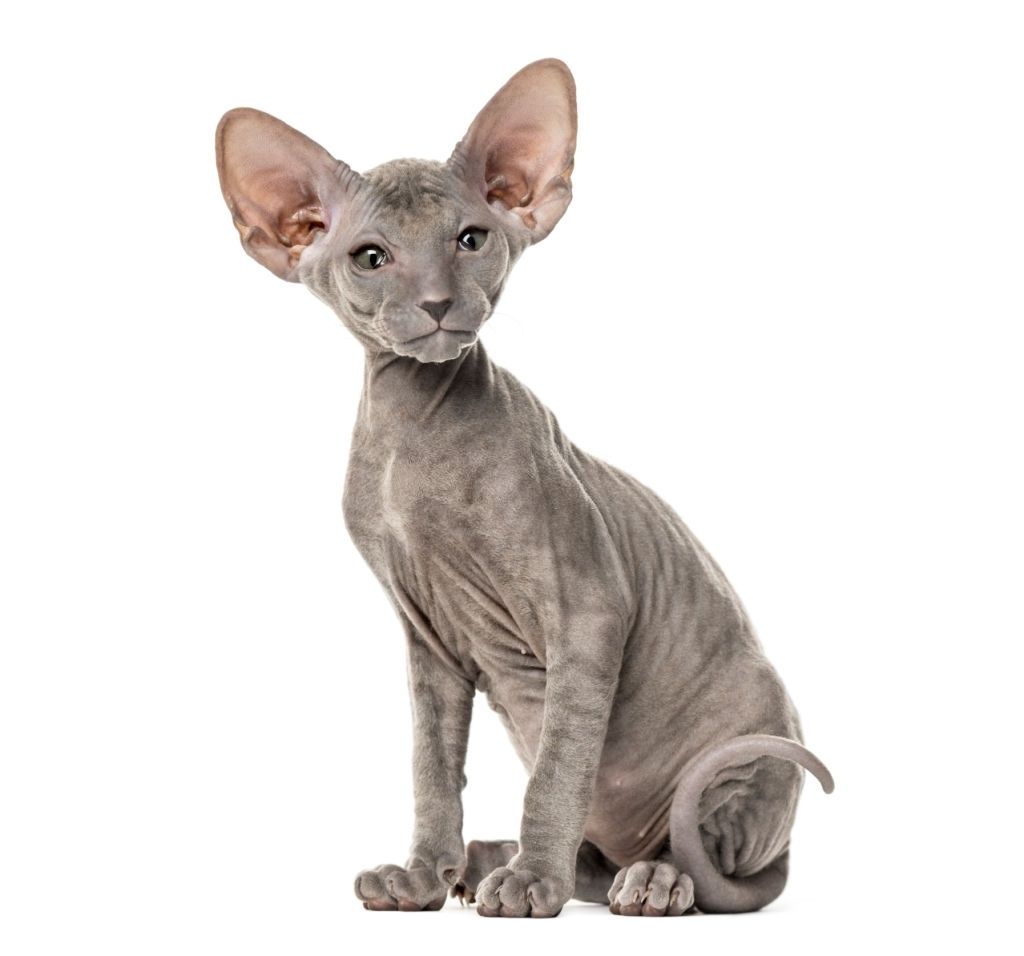 Jenis-jenis Kucing Peterbald