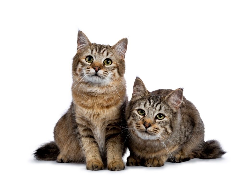 Jenis-jenis Kucing Pixie Bob