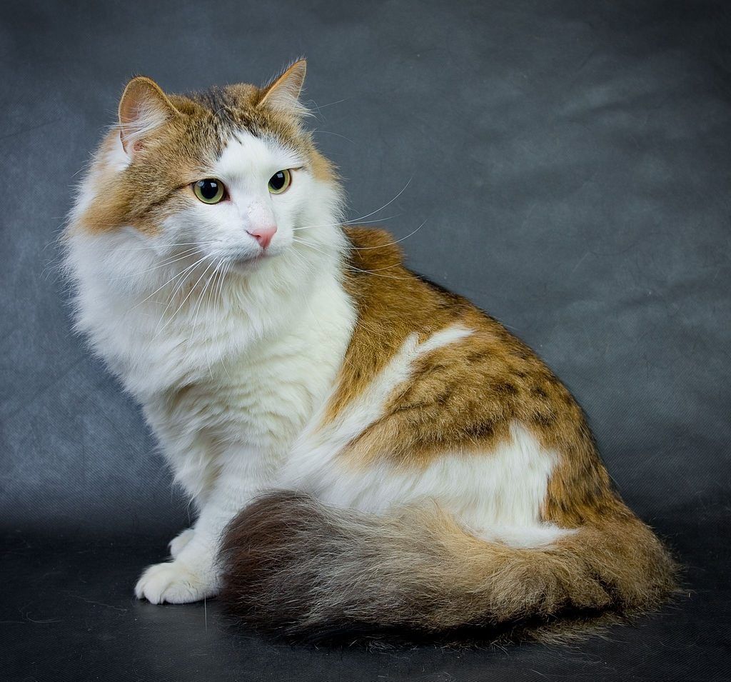 Jenis-jenis Kucing Ragamuffin 