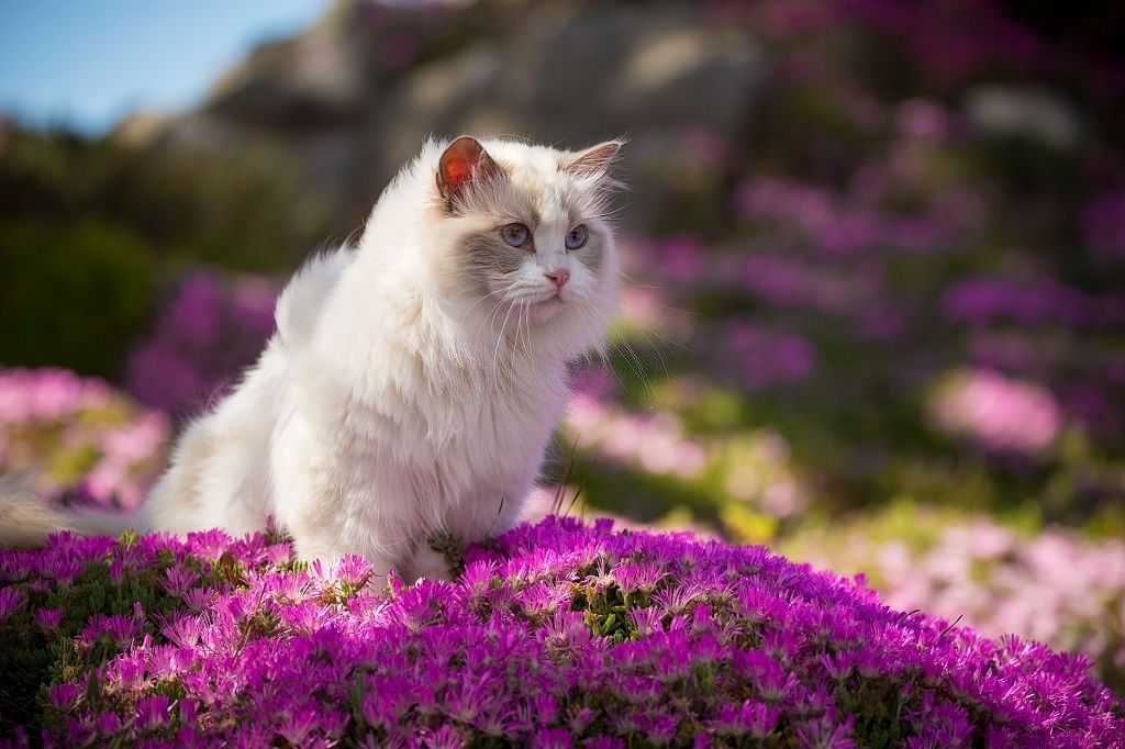 Jenis-jenis Kucing Ragdoll
