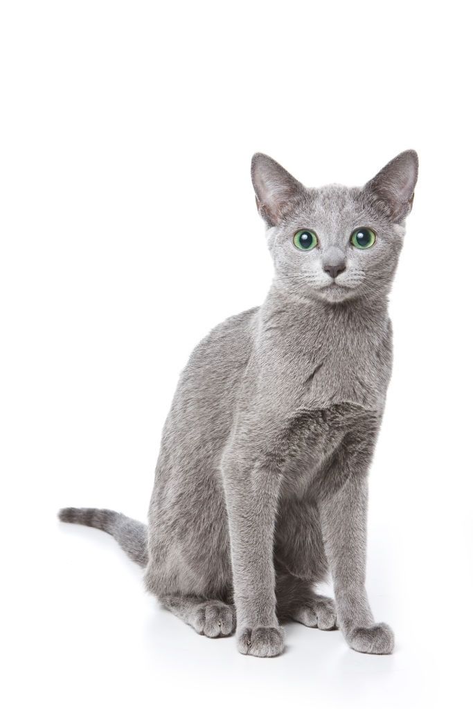Jenis-jenis Kucing Russian Blue