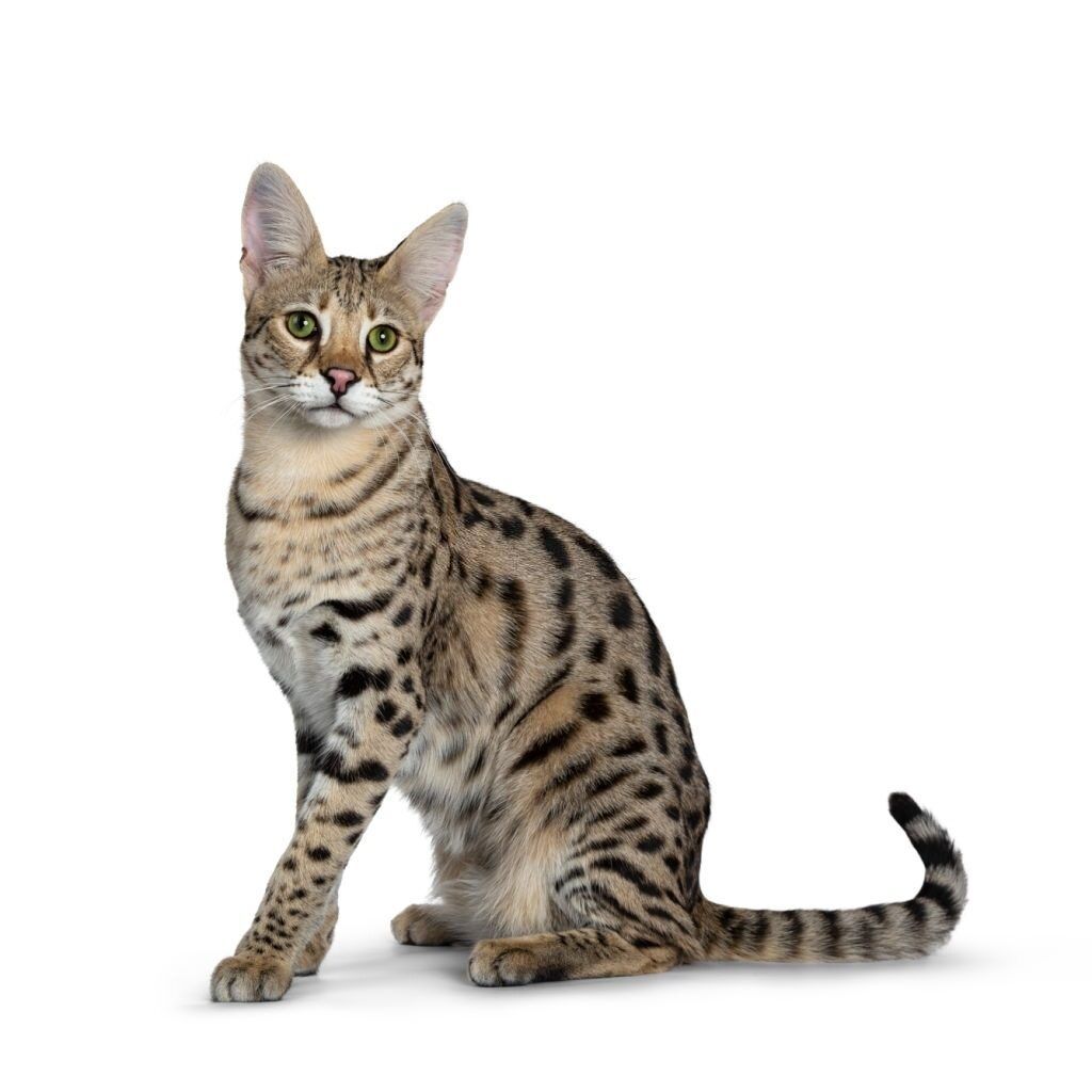 Jenis-jenis Kucing Savannah