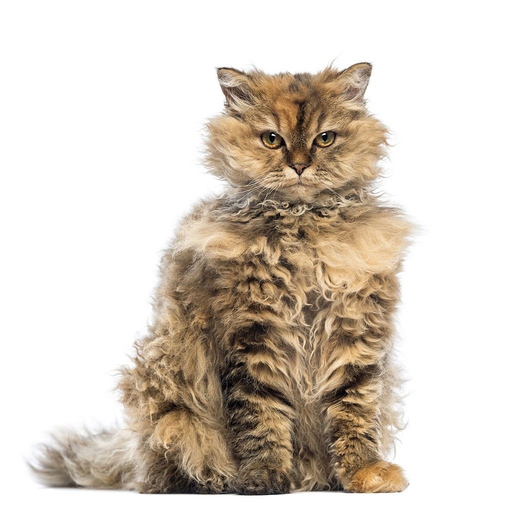 Jenis-jenis Kucing Selkirk Rex
